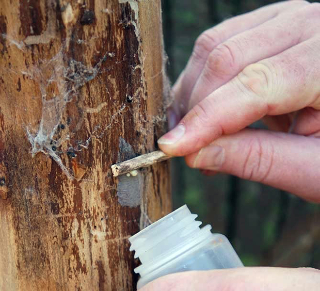 Scraping egg mass off tree